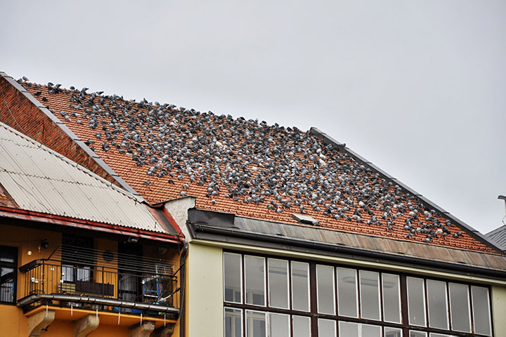 A2B Pest Control are able to install spikes to deter birds from roofs in New Cross Gate. 
