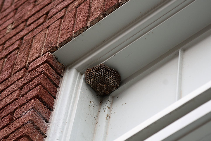 We provide a wasp nest removal service for domestic and commercial properties in New Cross Gate.